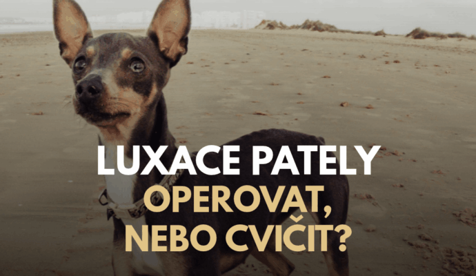 Hovory J+D: Luxace pately